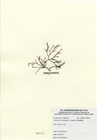 藏品(傘房龍鬚菜)的圖片